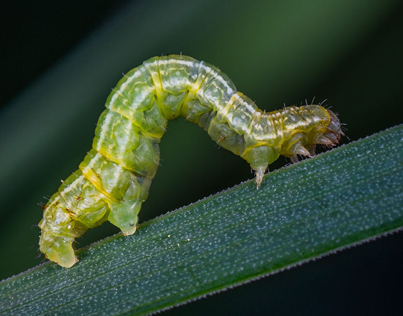 Raupe auf einem Blatt