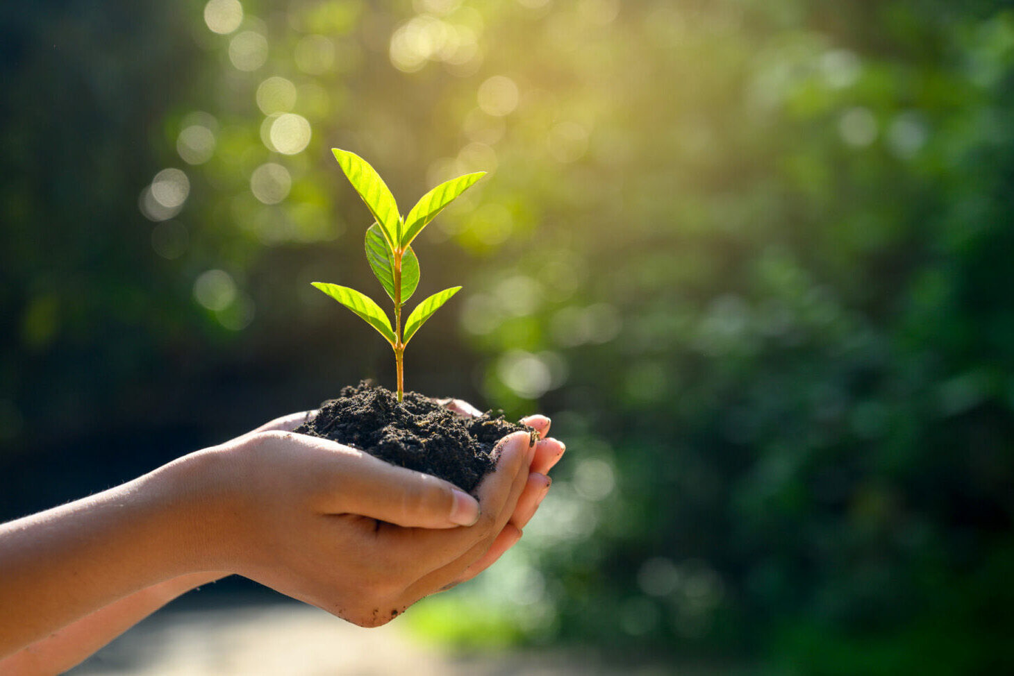 Pessoa a segurar uma planta com as mãos