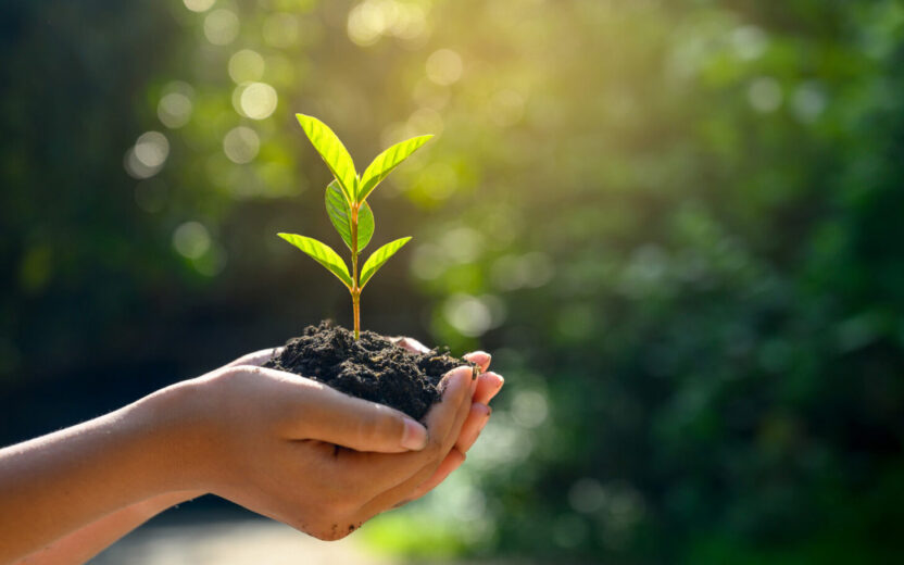 Pessoa a segurar uma planta com as mãos