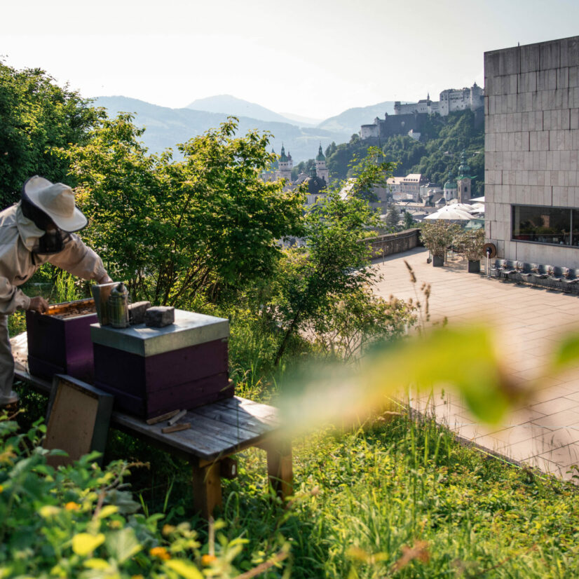 Headerbild. Darauf zu sehen ist eine Frau in einem Imkeranzug, die an einem Bienenstock arbeitet. Im Hintergrund sieht man das Museum der Moderne und die Stadt Salzburg