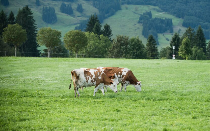 Cows graze on mountain pasture