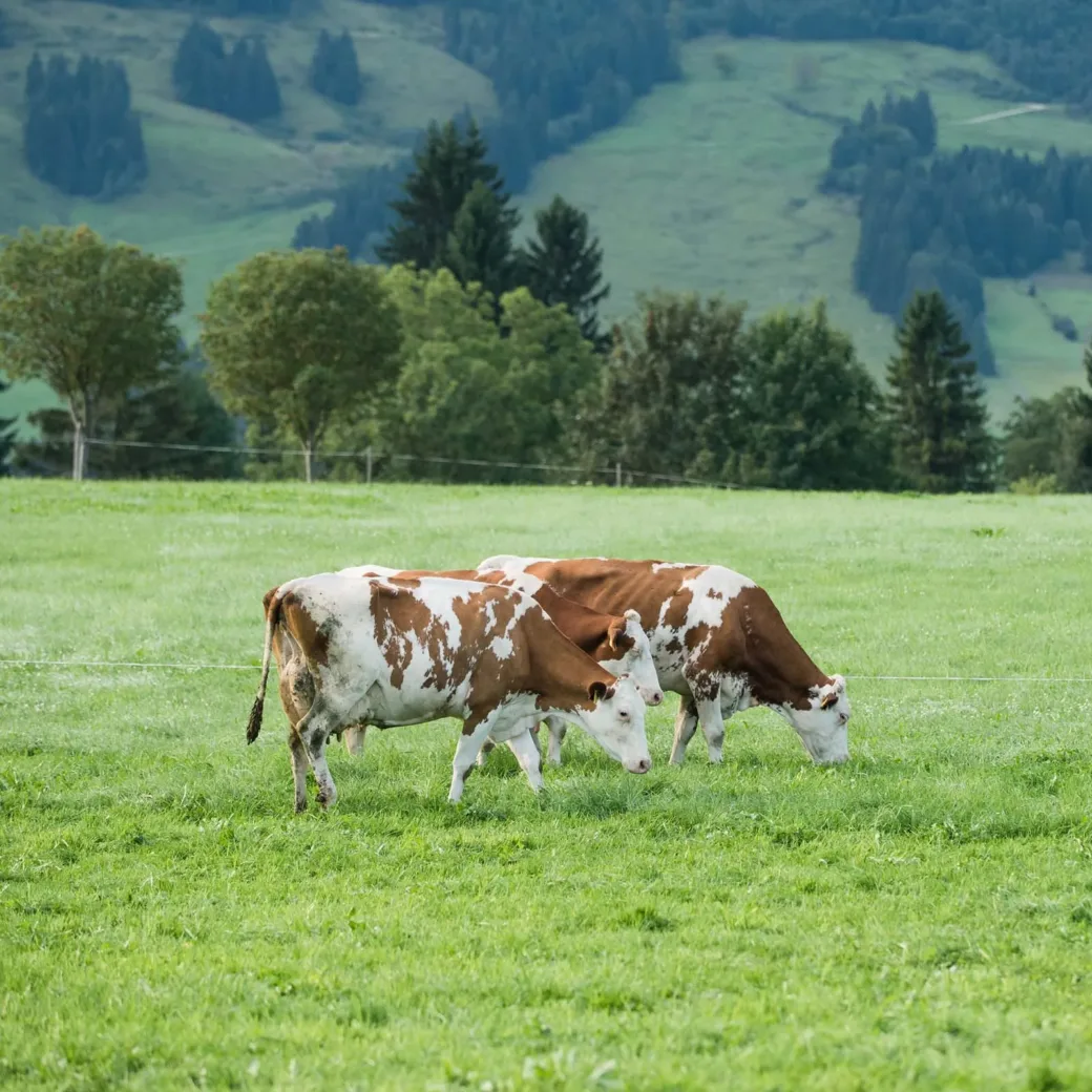 Cows graze on mountain pasture